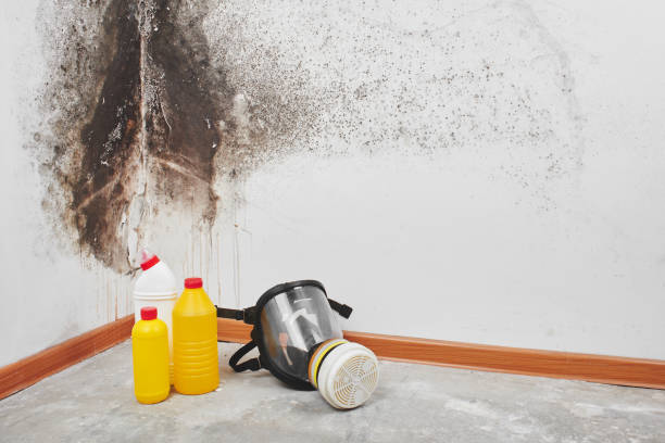 Best Certified Mold Removal  in Julian, CA