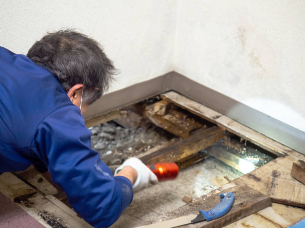 Mold Testing and Removal in Julian, CA