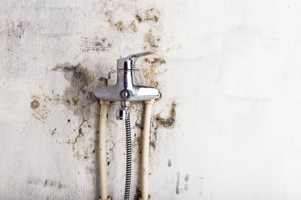 Best Best Mold Removal Companies  in Julian, CA