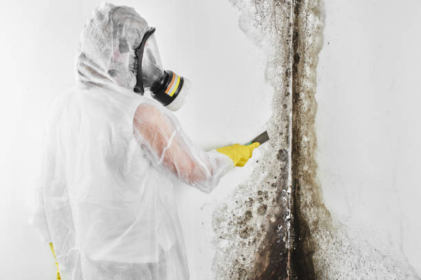 Best Mold Testing and Removal  in Julian, CA