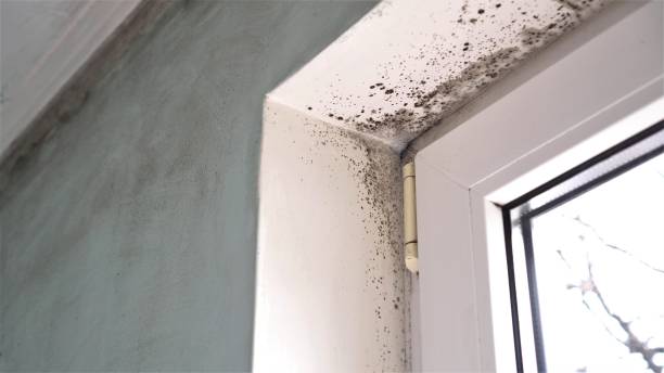 Best Toxic Mold Removal  in Julian, CA