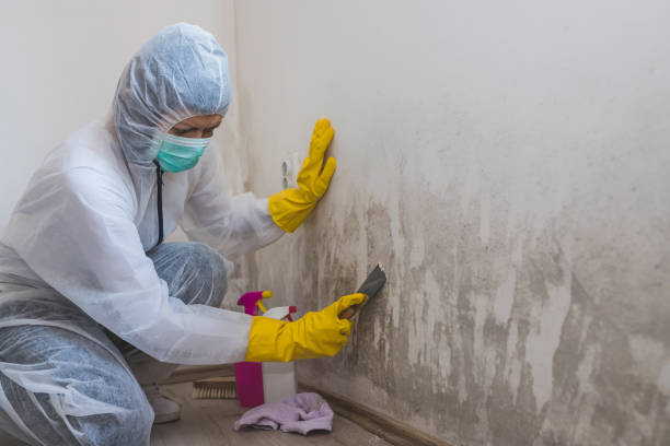 Best Fast Mold Removal  in Julian, CA