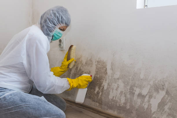 Best Mold Remediation  in Julian, CA