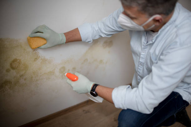 Best Crawl Space Mold Removal  in Julian, CA