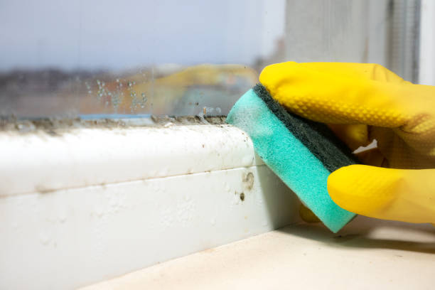 Best Commercial Mold Removal  in Julian, CA
