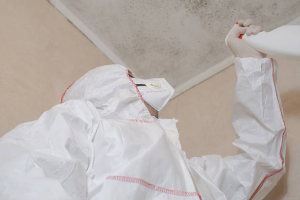 Office Mold Removal Services in Julian, CA