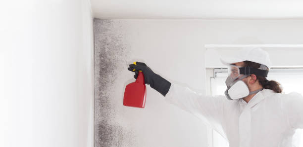Best Mold Cleaning Services  in Julian, CA