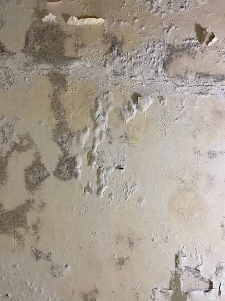 Reliable Julian, CA Mold Removal Solutions