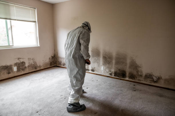 Best Attic Mold Removal  in Julian, CA