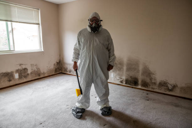 Best Mold Remediation Experts  in Julian, CA