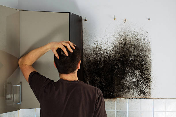 Best Mold Testing and Removal  in Julian, CA