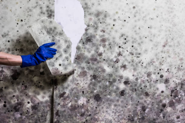 Best Affordable Mold Removal  in Julian, CA