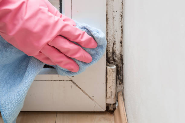 Best Emergency Mold Removal  in Julian, CA