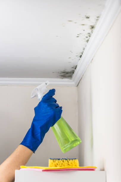Best Local Mold Removal Service  in Julian, CA