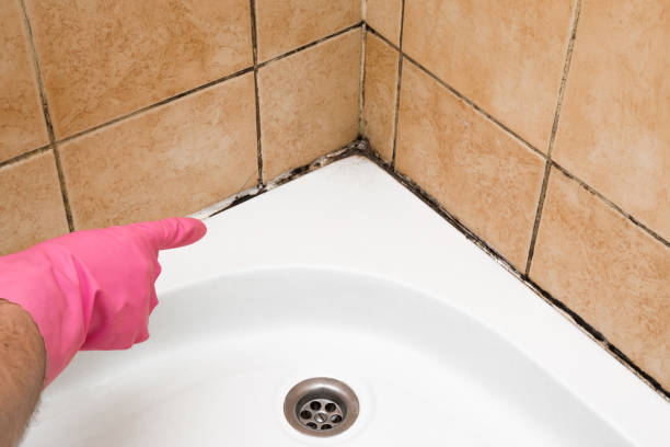 Best Home Mold Removal  in Julian, CA